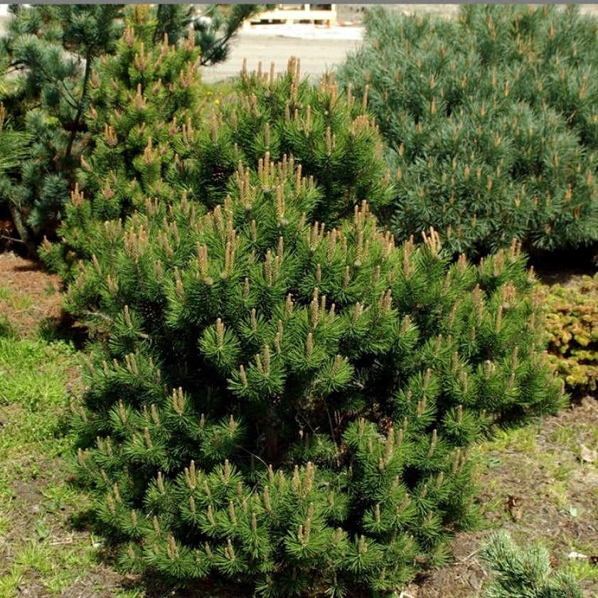 Pinus mugo 'Laurin'