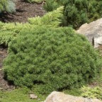 Pinus mugo 'Mops'