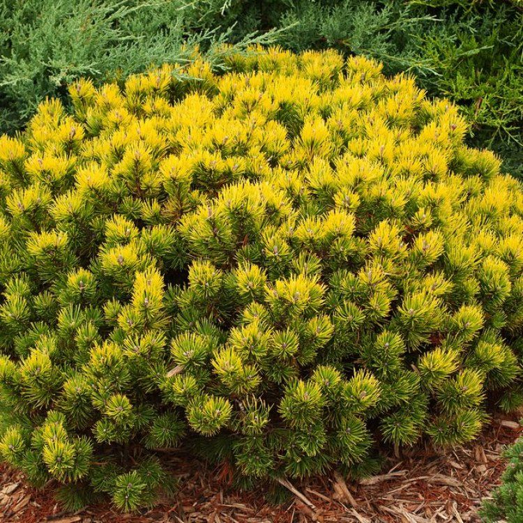 Pinus mugo 'Ophir'