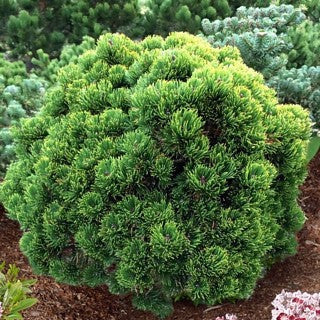 Pinus mugo 'Picobello'