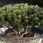 Pinus mugo 'Pumuckel'