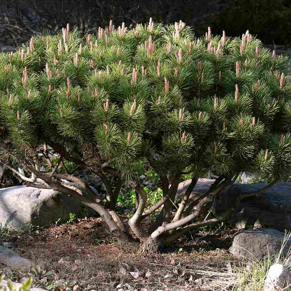 Pinus mugo 'Pumuckel'