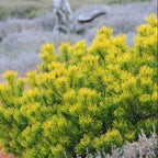 Pinus mugo 'Wintergold'