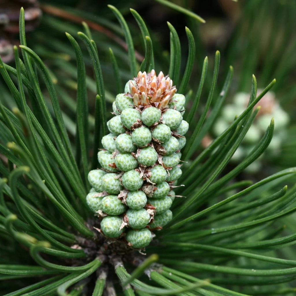 Pinus Mugo Mughus