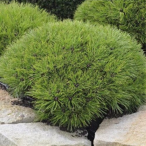 Pinus nigra 'Marie Bregeon'&reg;