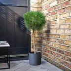Pinus nigra 'Summer Breeze' &reg;