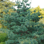Pinus parviflora 'Negishi'