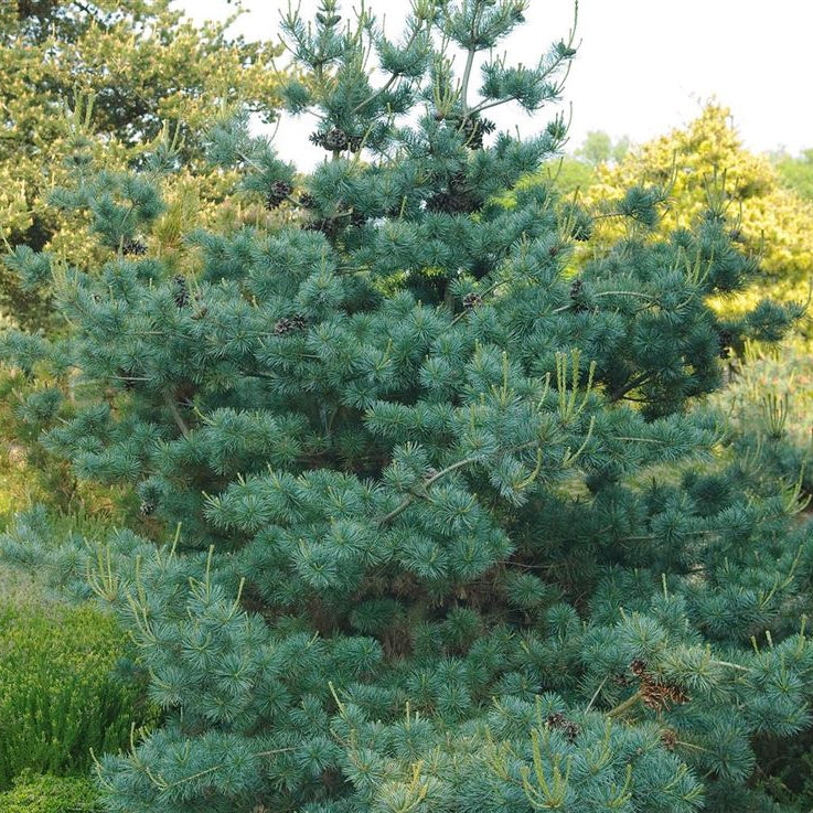 Pinus parviflora 'Negishi'