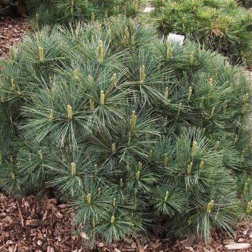 Pinus strobus 'Bergman's Mini'