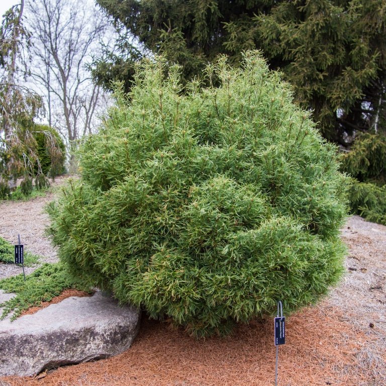 Pinus strobus 'Squiggles'