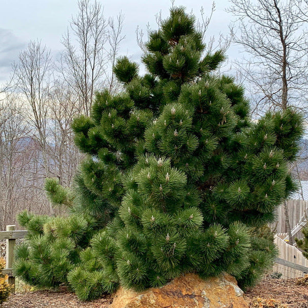 Pinus thunbergii 'Thunderhead'