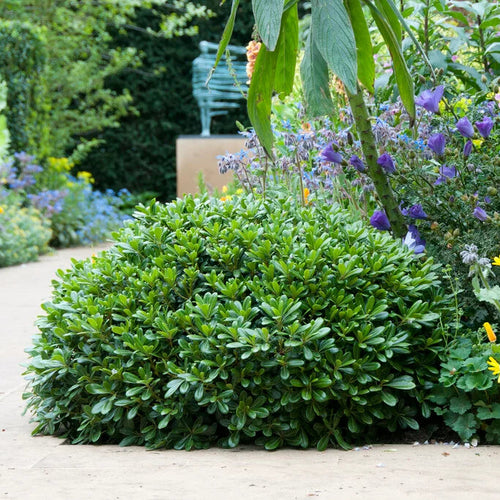 Pitosporum Tob. Nana