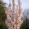 Prunus Amanogawa