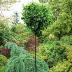 Prunus laur. 'Miniredia'&reg;