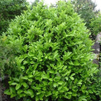 Prunus laur. 'ani'