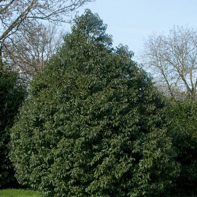 Prunus lusitanica 'Myrtifolia'