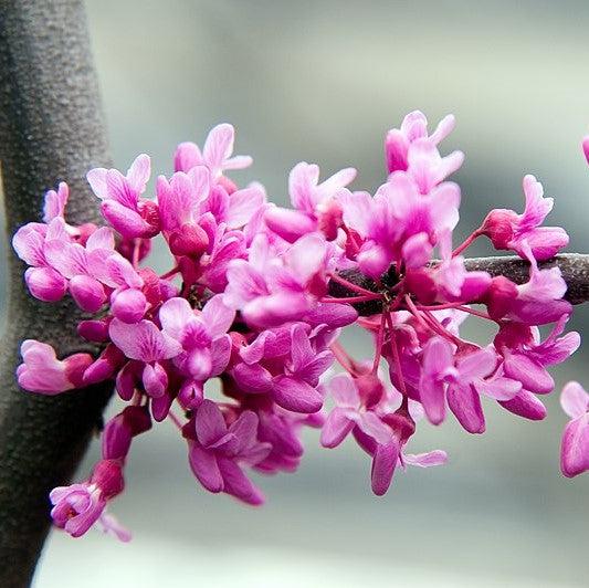 Cercis canadensis 'Lavender Twist'
