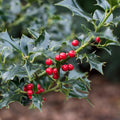 Ilex Aquifolium "Alaska" | Cepellón