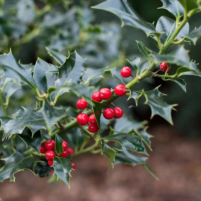 Ilex Aquifolium "Alaska" | Cepellón