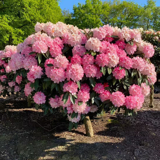 Rhododendron (Y) 'Arabella'