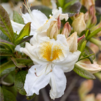 Rhododendron (Azalea KH) 'M&ouml;we'