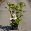 Rhododendron (Azalea KH) 'M&ouml;we'