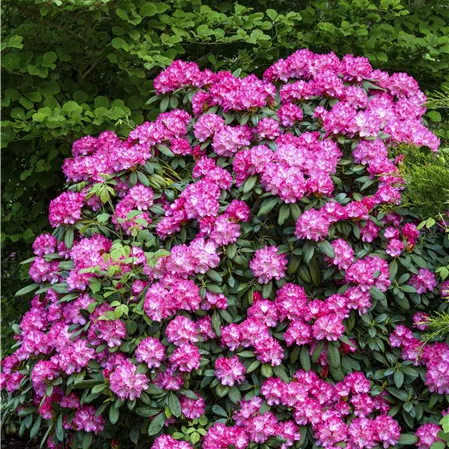 Rhododendron (Y) 'Anuschka'