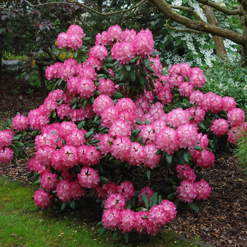 Rhododendron (Y) 'Fantastica'