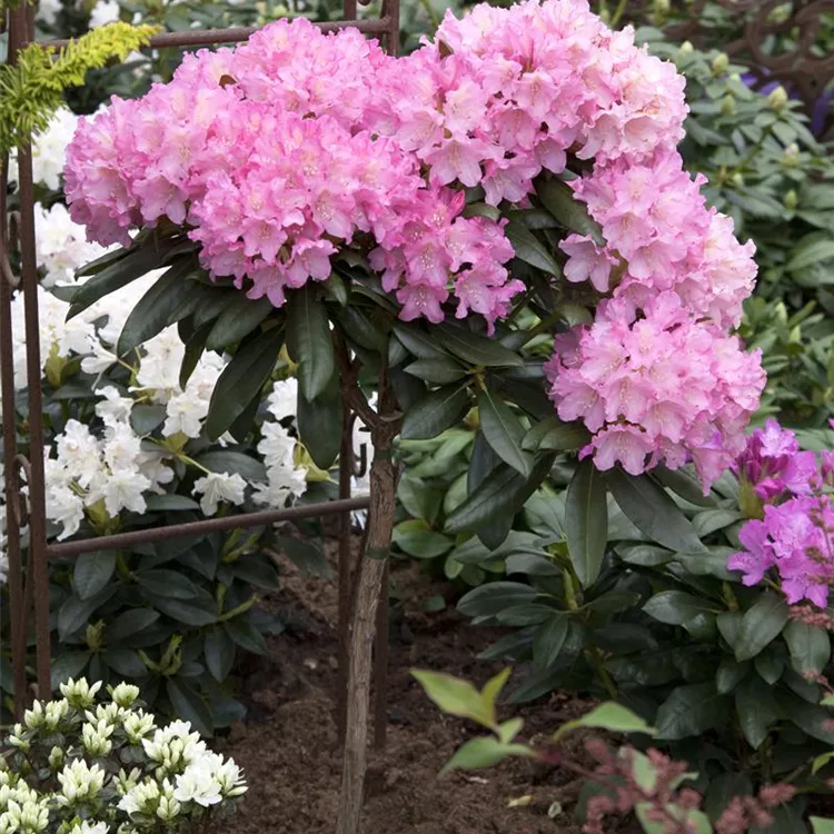 Rhododendron (Y) 'Kalinka'