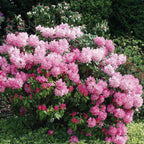 Rhododendron (Y) 'Polaris'