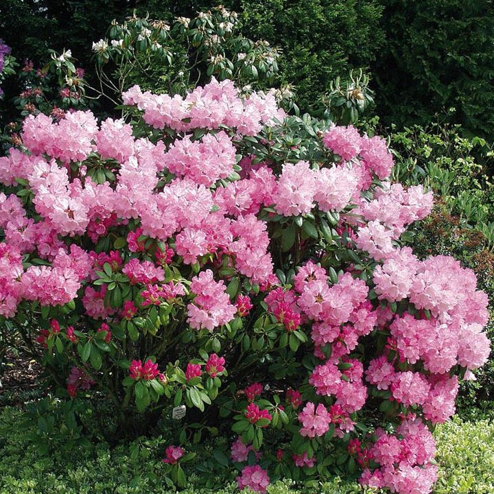 Rhododendron (Y) 'Polaris'