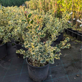 Ilex Aq. Argenteomarginata