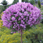 Syringa meyeri 'Dark Purple' &reg;