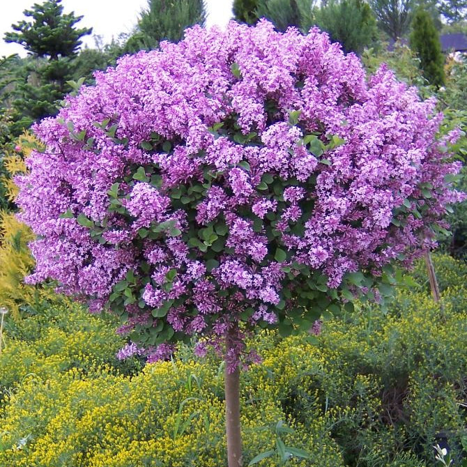 Syringa meyeri 'Dark Purple' &reg;