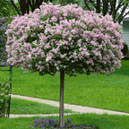 Syringa meyeri 'Palibin'