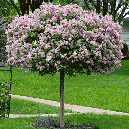 Syringa meyeri 'Palibin'