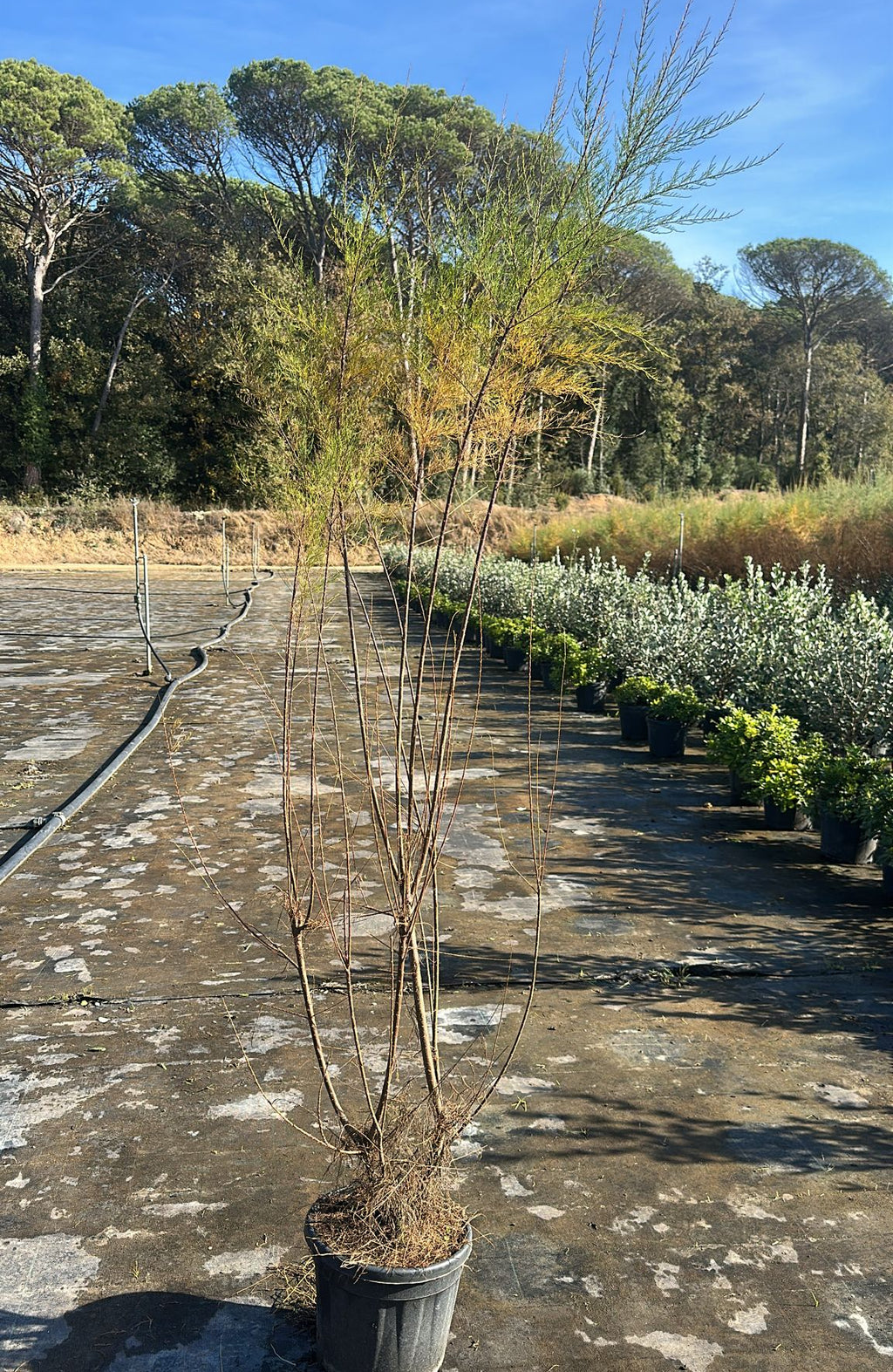 Tamarix Gallica
