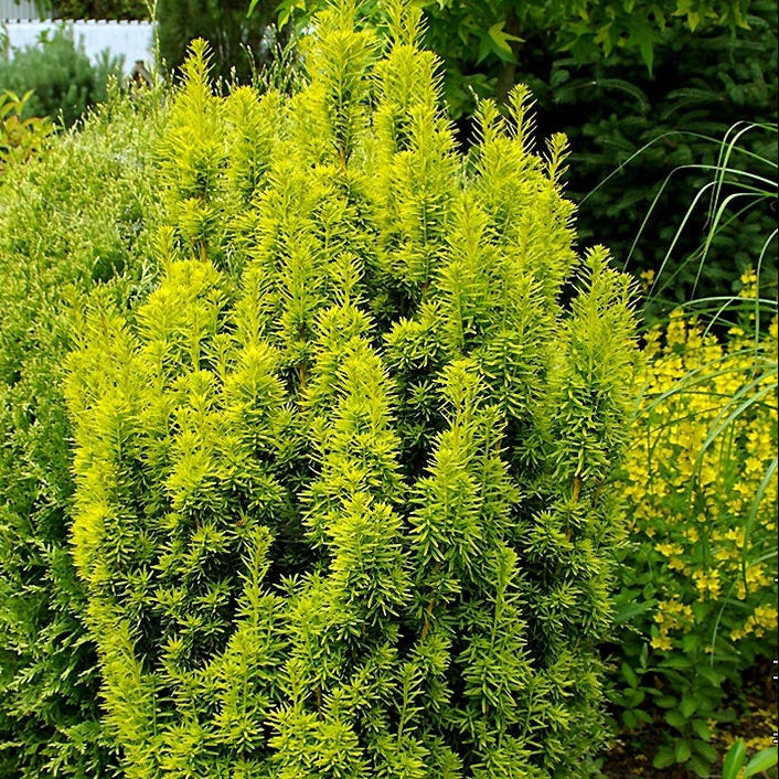 Taxus Baccata "David" | Cepellón