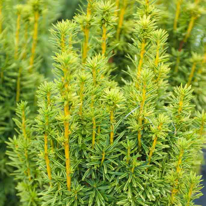 Taxus Baccata "David" | Cepellón