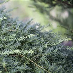 Taxus baccata 'Pirat'