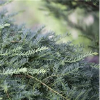 Taxus baccata 'Pirat'