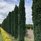 Taxus Baccata Fastigiata Robusta