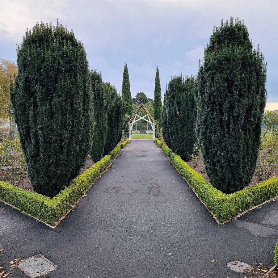 Taxus baccata 'Fastigiata'