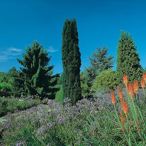 Taxus Baccata "Fastigiata Robusta" | Cepellón