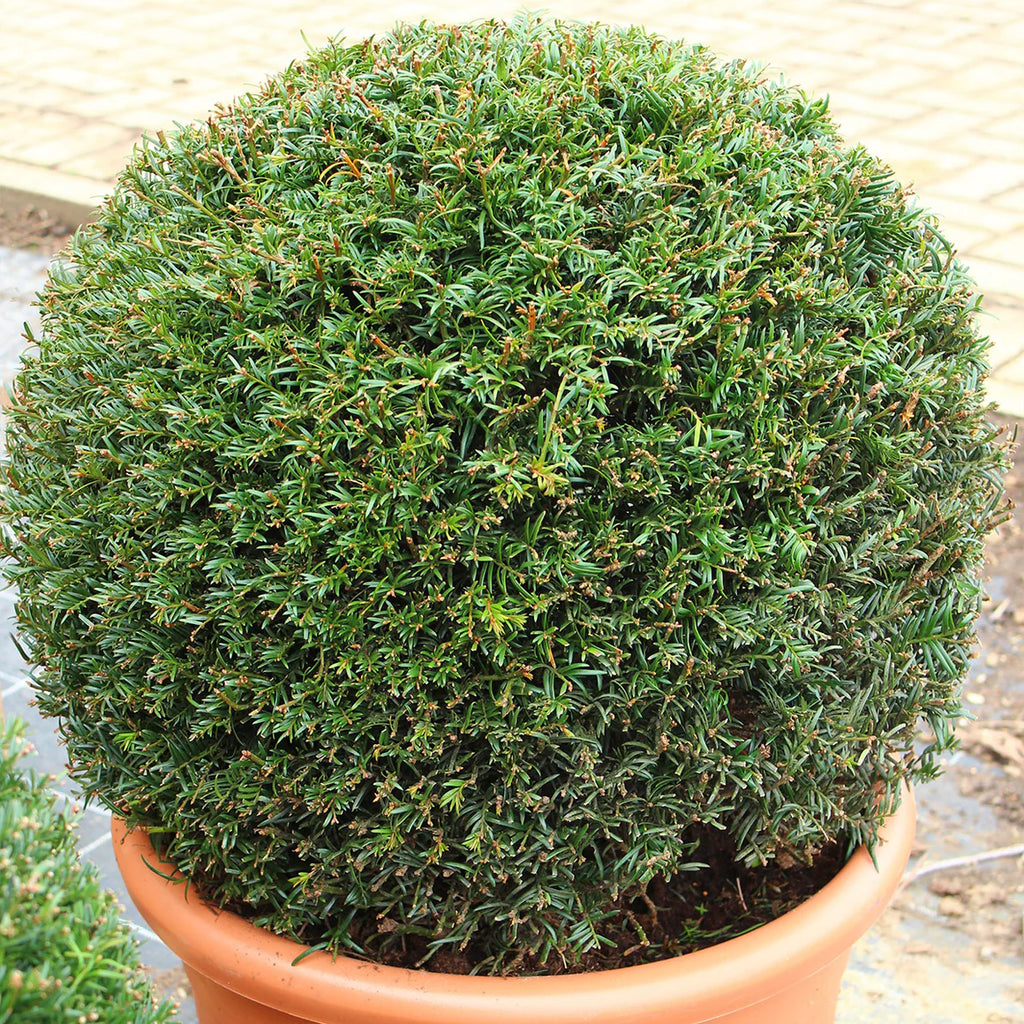 Taxus Baccata Bola