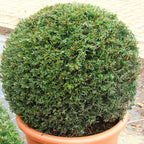 Taxus Baccata Bola