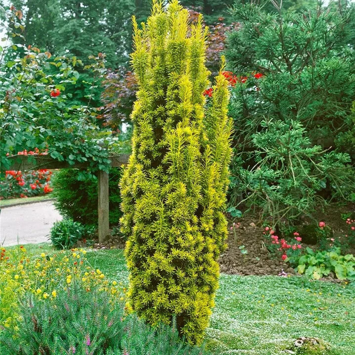 Taxus Baccata Fastigiata Aurea David