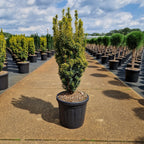 Taxus Baccata Fastigiata Aurea David