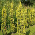 Taxus Baccata Semp. Aurea