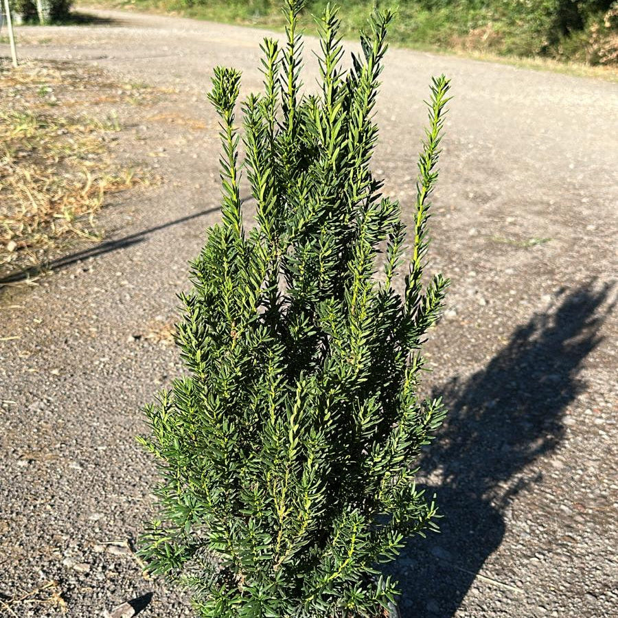 Taxus × media 'Hillii'
